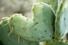 Cactus Heart.jpg