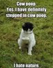 Funny-Animals-domestic-animals-7420006-425-550.jpg