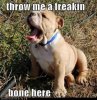 cute-puppy-pictures-throw-me-a-freakin-bone-here.jpg