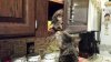 tabby and meow meow.jpg