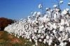 cotton.jpg
