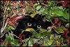 cat hiding 1.jpg