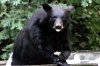 bear.jpg
