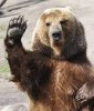 bear5.jpg