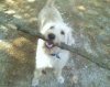 041009toby.jpg