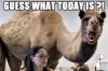 hump-day-camel_425.jpg