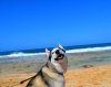 dog-happy-beach.jpg