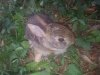 bunny.jpg