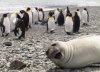Seal.jpg