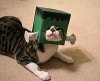 Frankencat.jpg