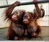 monkies.jpg
