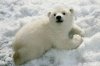 bear3.jpg