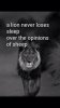 Lion.jpg