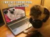 4-pug-dog-online.jpg