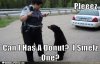 funny-animal-captions-pleeez-can-i-.jpg