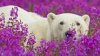 animals national park polar bears purple flowers 1920x1091 wallpaper_wallpaperswa.com_100.jpg