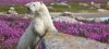 Bear-flowers-d.jpg