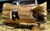 carving-Pratt-Bearsinlog.jpg