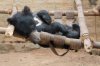 Bear on hammock.jpg