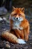 red fox.jpg
