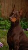 red dobie.jpg