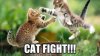 cat fight.jpg