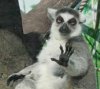 silly-animal-picture-sloth-with-a-funny-look-on-it1.jpg