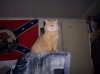 reb cat.jpg