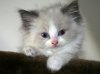 ragdoll-cat-hd-wallpapers-top-desktop-background-widescreen-beautiful-ragdoll-cat-image.jpg