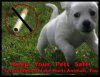 puppysecondhand_mistyv3.jpg