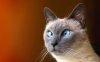 dizzy cat.jpg
