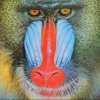 mandrill.jpg