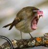 mandrel_wren.jpg