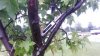 20140811_082330.jpg