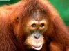orangutan.jpg