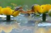 snail kiss 2.jpg
