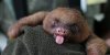 whats-your-sloth-name-L-ZdSVHD.jpeg
