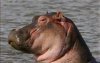 HIPpo.jpg