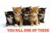 kitten.jpg
