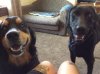 dogs.jpg