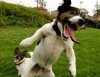 funny-animals-making-funny-faces-016.jpg