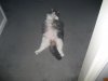 willies belly 001.jpg