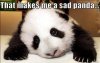 sad_panda.jpg