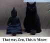 ZenMeow.jpg