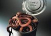 worms.jpeg