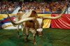Bevo+Oregon+v+Texas+84mJbCEjdmgl.jpg