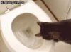 kitty flush.jpg