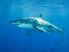great_barrier_reef_australia_735351.jpg