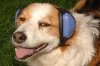 Ear .....jpg
