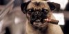 Men-in-black-pug-cigar-smoking.jpg